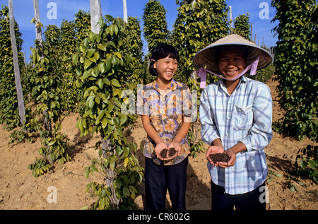 Vietnam, Kien Giang Province, Phu Quoc Island, Pfeffer Anbau Stockfoto