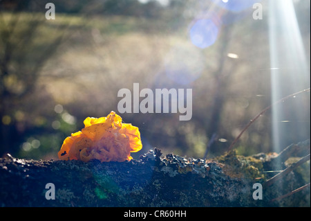 Herbsttag ein Foto von einem Tremella Mesenterica, gemeinsamen Begriff gelbe Gehirn Pilz Stockfoto