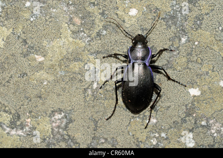 Violette Boden Käfer (Carabus Problematicus) Stockfoto