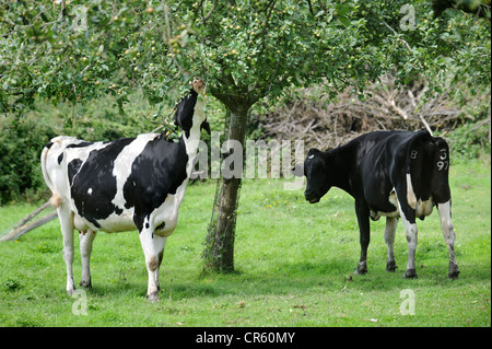 Friesische Kühe essen Blätter aus einem Apfelbaum in einem Obstgarten, Somerset UK Stockfoto