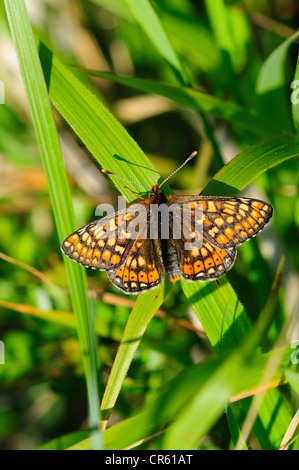 Marsh Fritillary Etikett Aurinia Schmetterling Porträt Stockfoto