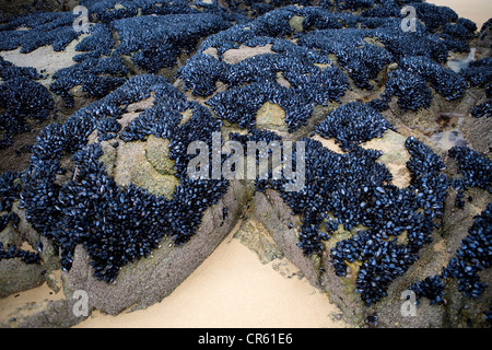 Frankreich, Côtes d ' Armor, Côte d ' Emeraude (Smaragdküste), Cap Frehel, Pleherel, Schwarm von wilden Muscheln bei Ebbe Stockfoto