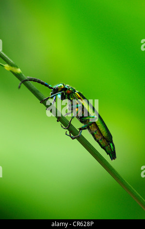 Spanische Fliege oder Blister Beetle (Lytta Vesicatoria) Stockfoto