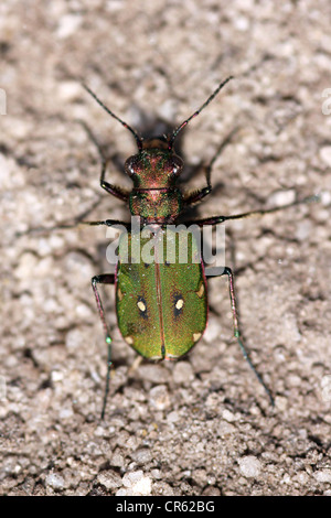 Grüne Sandlaufkäfer Cicindela campestris Stockfoto