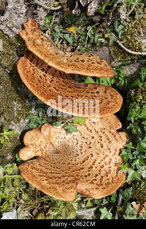 Die Dryade Sattel Pilze Polyporus an Stockfoto