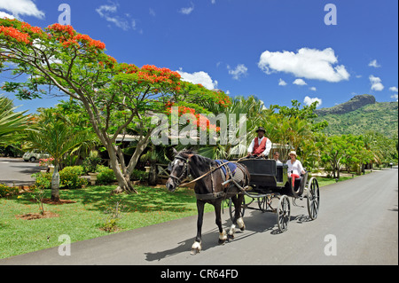 Mauritius Moka Bezirk Pailles Domaine des Pailles Deauville Kutsche gezogen von Schwarz Welsh Cob Hengst, vorbei an Stockfoto