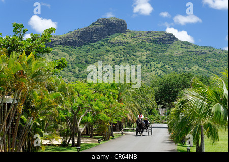 Mauritius, Moka Bezirk Pailles, Domaine des Pailles Deauville Kutsche gezogen von einem schwarzen Welsh Cob Hengst mit der Stockfoto