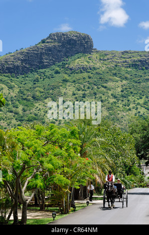 Mauritius Moka Bezirk Pailles Domaine des Pailles Deauville Kutsche gezogen von Schwarz Welsh Cob Hengst mit Schnecke Rock in Stockfoto