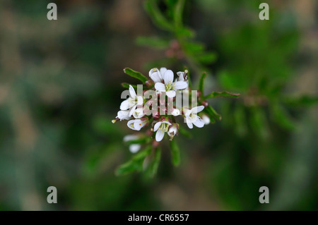 Die Blume der Behaarte Schaumkraut UK Stockfoto