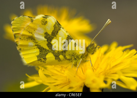 Provence oder marokkanischen Orange Tipp Schmetterling (Anthocharis Euphenoides) Stockfoto