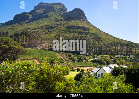 Südafrika, Western Cape, Stadtrand von Kapstadt, Groot Constantia, Weingarten Stockfoto