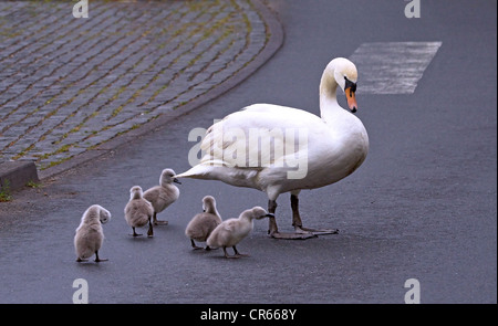 Swan und fünf Küken (Cygnini) die Straße neben einem Zebrastreifen überqueren Stockfoto