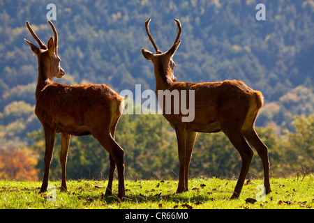 Zwei Rehe (Capreolus Capreolus), Böcke in ähnlicher Position, Silz, Pfalz, Rheinland-Pfalz, Deutschland, Europa Stockfoto