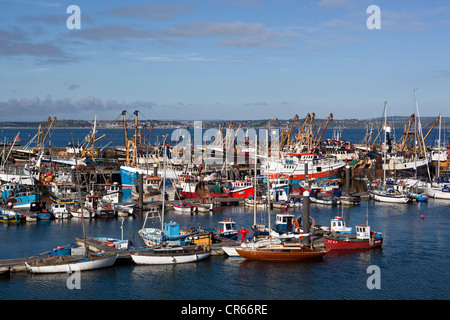 Angeln rühmen im Hafen von Newlyn Stockfoto