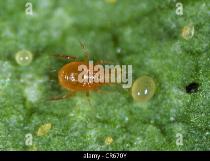 Raubmilbe (Phytoseiulus Persimilis) Fütterung auf zwei vor Ort Spinnmilbe (Tetranychus Urticae) Ei Stockfoto