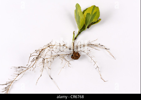 Root Galle oder Käfer (Rhizobium radiobacter) auf einem Schneiden von Euonymnus japonica Stockfoto
