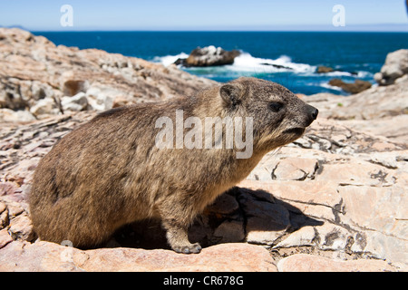 Südafrika, Western Cape, Hermanus, Rock Hyrax (Procavia Capensis) Stockfoto