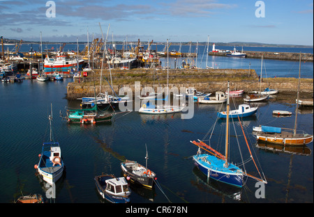 Angeln rühmen im Hafen von Newlyn Stockfoto