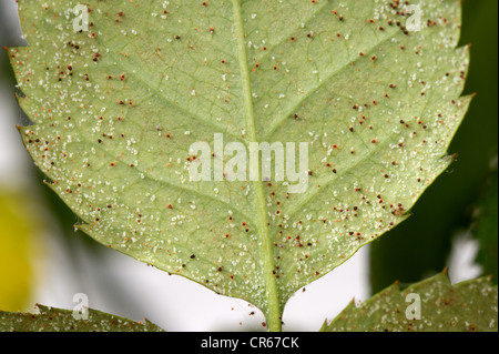 Carmine Spinnmilben (Tetranychus Cinnabarinus) Befall und Schäden an eine kleine Topfpflanze rose Stockfoto