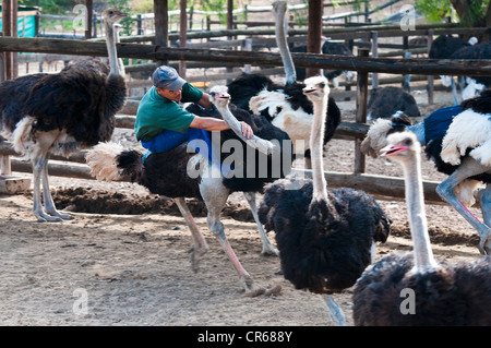 Südafrika Western Cape auf Route 62 Straussenfarm in der Nähe von Oudtshoorn in Region der kleinen Karoo Demonstration von einem Strauß-Rennen Stockfoto