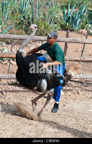 Südafrika Western Cape auf Route 62 Straussenfarm in der Nähe von Oudtshoorn in Region der kleinen Karoo Demonstration von einem Strauß-Rennen Stockfoto