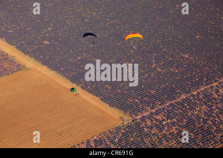 Frankreich, Alpes de Haute Provence, Plateau de Valensole, Flug Motorschirm oder Powered Paragliding über ein Lavendelfeld (Antenne Stockfoto