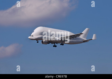 Airbus Beluga oder Super Transporter Nummer 5 im Flug Stockfoto