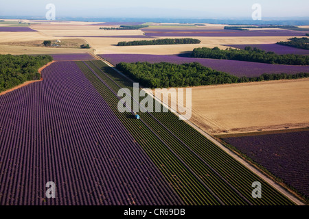 Frankreich, Alpes de Haute Provence, Plateau de Valensole, mechanische Ernte mit einer Erntemaschine ein Lavendelfeld in der Nähe Stockfoto