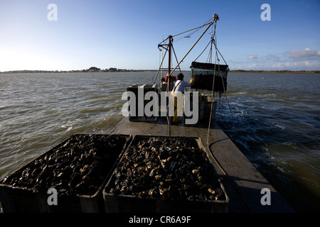 Frankreich, Morbihan, Presqu'ile de Rhuys, Le Tour du Parc, Penerf Fluss bei Hochwasser, die Austern werden gesammelt von Baggerarbeiten Stockfoto