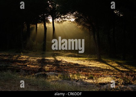 Kiefernwald im Nationalpark Donana, Provinz Huelva, Andalusien, Spanien Stockfoto