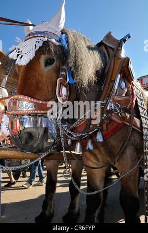 Frisch gezapftes Pferd trägt einen Gurt aus der Spatenbrau Brauerei, Oktoberfest 2010, München, Upper Bavaria, Bayern, Deutschland, Europa Stockfoto