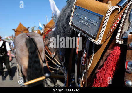 Frisch gezapftes Pferd trägt einen Gurt aus der Spatenbrau Brauerei, Oktoberfest 2010, München, Upper Bavaria, Bayern, Deutschland, Europa Stockfoto