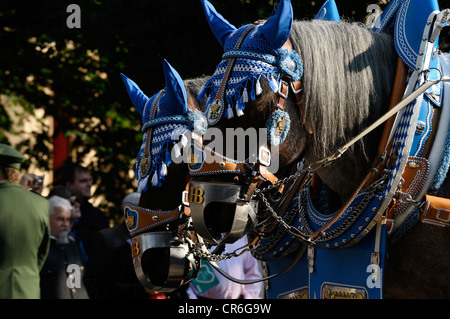 Schuetzen-Und Trachtenzug, Kostüm und schützen die Parade zur Eröffnung des Oktoberfest München Hofbrau Brauerei Pferd team Stockfoto