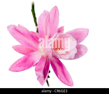 Deutsche Kaiserin, Drottningkaktus (Disocactus phyllanthoides) Stockfoto