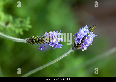 Sommarlavendel Fernleaf Lavendel (Lavandula Multifida) Stockfoto