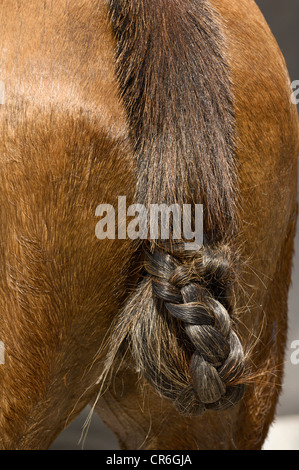 Polopferd mit geflochtenen Schweif, Airport Arena Polo Event 2010, München, Upper Bavaria, Bavaria, Germany, Europa Stockfoto