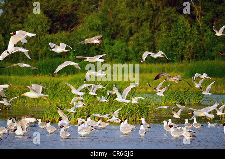 Große Herde von Möwen am Ufer Flusses Stockfoto