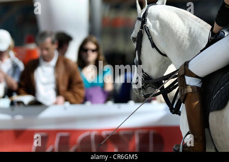 Grauschimmel, Polopferd mit Reiter, Zuschauer, Airport Arena Polo Event 2010, München, Upper Bavaria, Bavaria, Germany, Europa Stockfoto