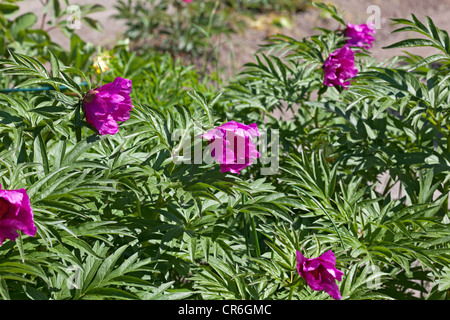 Sibirisk anomala Pfingstrose, Pion (Paeonia Anomala) Stockfoto