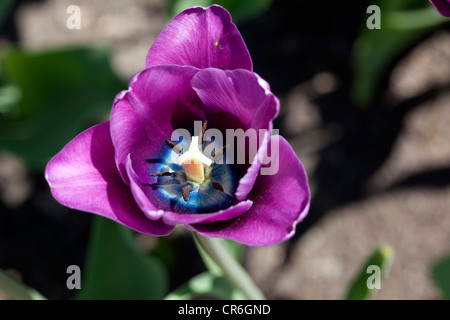 "Bleu Aimable' Einfach spät Tulip, Sen enkelblommande Tulpan (Tulipa gesneriana) Stockfoto