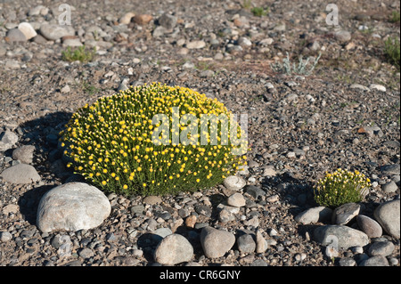 Senecio Geizhals Kissen-Pflanze Blumen entlang der Straße 9 Santa Cruz Provinz Patagonien Argentinien Südamerika Stockfoto