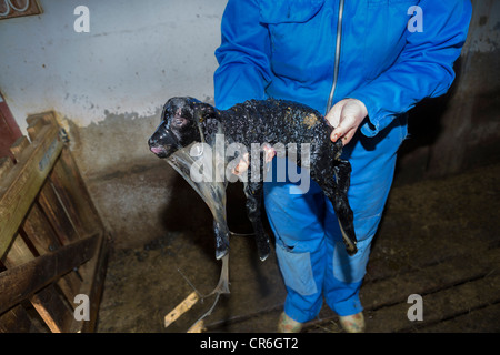 Neugeborenen Lämmern, Island Stockfoto