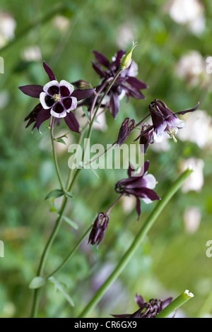 "William Guiness' europäischen Columbine, Akleja, (Aquilegia vulgaris) Stockfoto