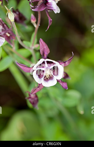 "William Guiness' europäischen Columbine, Akleja, (Aquilegia vulgaris) Stockfoto