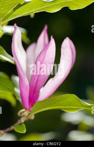 Susan (Magnolia-Hybride) Stockfoto