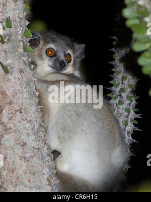 Grauer Mausmaki Microcebus, Berenty Reserve, Madagaskar Stockfoto