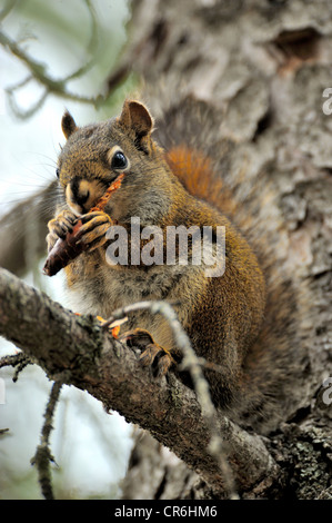 Ein rotes Eichhörnchen sitzt auf einem Ast Fütterung auf ein Acorn Stockfoto