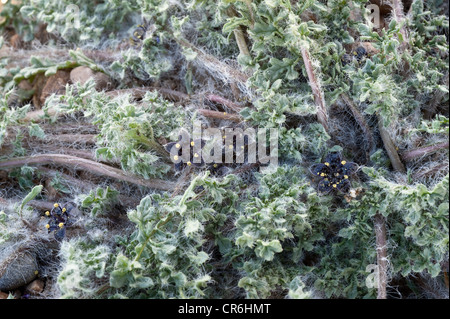 Jaborosa fehlt Blüte Straße 9 Santa Cruz Provinz Patagonien Argentinien Südamerika Stockfoto