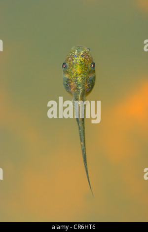 Stripeless Laubfrosch, Hyla Meridionalis. Kaulquappe auf Teich Oberfläche Stockfoto