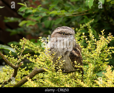 Porträt einer Tawny Frogmouth Eule Stockfoto